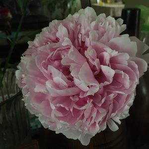 Meet your Posher, Amfi